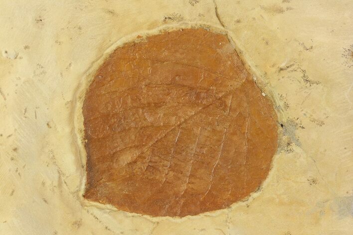 Detailed Fossil Leaf (Davidia) - Montana #93667